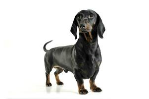 An adorable black and tan short haired Dachshund looking curiously at the camera photo