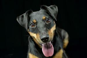 Portrait of an adorable mixed breed dog photo