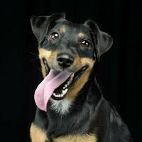 Portrait of an adorable mixed breed dog photo