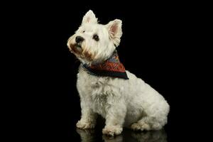Studio shot of a lovely West Highland White Terrier westie photo