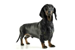 An adorable black and tan short haired Dachshund looking curiously at the camera photo