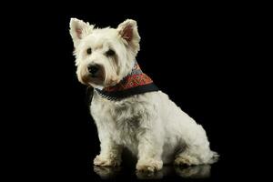 Studio shot of a lovely West Highland White Terrier westie photo