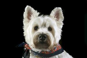 west highland white terrier posing in a photo studio