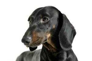 An adorable black and tan short haired Dachshund looking sad photo