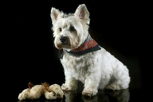 Oeste tierras altas blanco terrier posando en un foto estudio