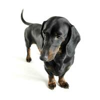 Studio shot of an adorable black and tan short haired Dachshund looking curiously photo