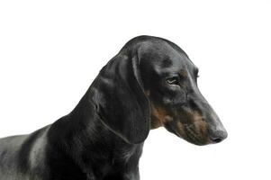 An adorable black and tan short haired Dachshund looking sad photo
