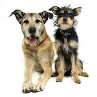 Two mixed breed funny dog in a white studio photo