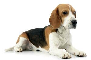 Studio shot of an adorable Beagle photo