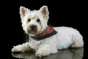 west highland white terrier posing in a photo studio