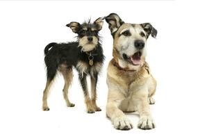 Studio shot of two adorable mixed breed dog looking curiously at the camera photo