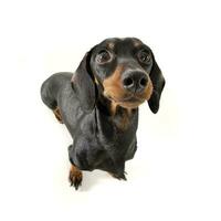 An adorable short haired Dachshund looking curiously at the camera photo