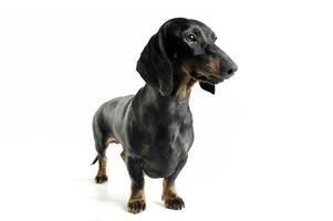 Studio shot of an adorable black and tan short haired Dachshund looking curiously photo