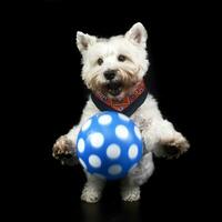 west highland white terrier posing in a photo studio