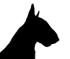 Bull terrier silhouette in a white photo studio