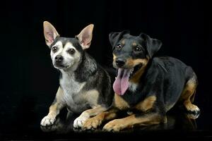 Studio shot of two adorable mixed breed dog photo