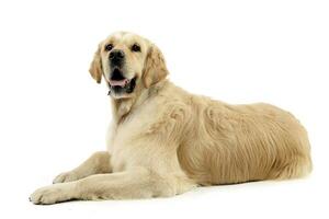 Studio shot of an adorable mixed breed dog photo