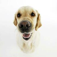 retrato de un adorable mezclado raza perro foto