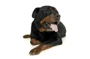 estudio Disparo de un adorable Rottweiler acostado en blanco antecedentes foto