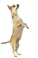 An adorable Chihuahua standing on hind legs photo