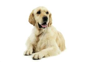 Studio shot of an adorable mixed breed dog photo