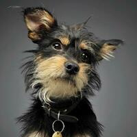 Mixed breed funny dog in a grey studio photo