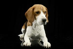Studio shot of an adorable Beagle photo