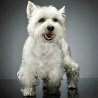 west highland white terrier standig in a studio table photo