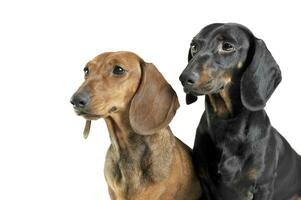 Portrait of two adorable short haired Dachshund looking curiously photo