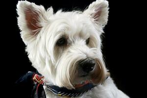 west highland white terrier posing in a photo studio