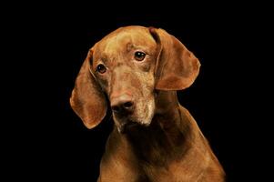 Portrait of a lovely magyar vizsla photo