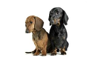Studio shot of two adorable short haired Dachshund looking curiously photo