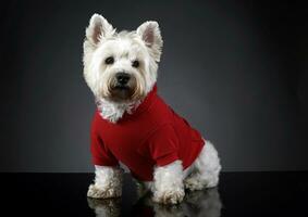 west highland white terrier posing in a photo studio