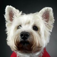 west highland white terrier posing in a photo studio