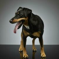 Studio shot of an adorable mixed breed dog photo