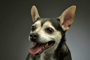 Portrait of an adorable mixed breed dog photo