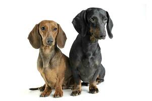 Studio shot of two adorable short haired Dachshund looking curiously photo