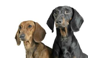 Portrait of two adorable short haired Dachshund looking curiously photo