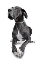 Studio shot of an adorable Great Dane photo