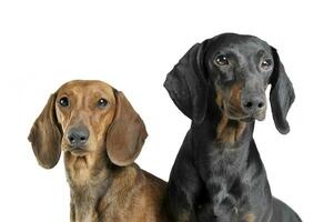 Portrait of two adorable short haired Dachshund looking curiously photo