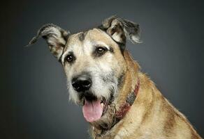 Portrait of an adorable mixed breed dog looking curiously at the camera photo