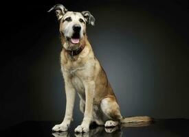 Studio shot of an adorable mixed breed dog sitting and  looking satisfied photo