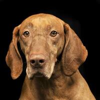 beautiful hungarian vizsla posing  in photo studio