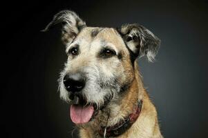 Portrait of an adorable mixed breed dog looking satisfied photo