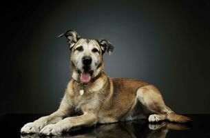 Studio shot of an adorable mixed breed dog lying and  looking curiously at the camera photo