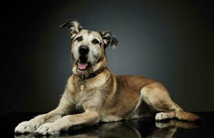Studio shot of an adorable mixed breed dog lying and  looking curiously at the camera photo
