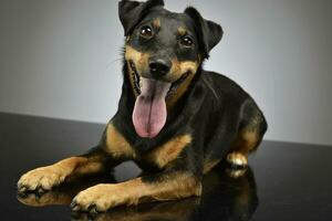 Studio shot of an adorable mixed breed dog photo