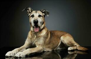 Studio shot of an adorable mixed breed dog lying and  looking curiously at the camera photo