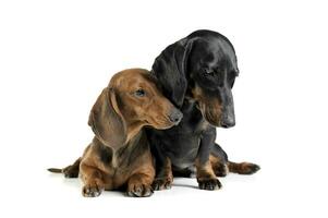 estudio Disparo de un adorable corto peludo perro tejonero haciendo amigos con otro perro tejonero foto