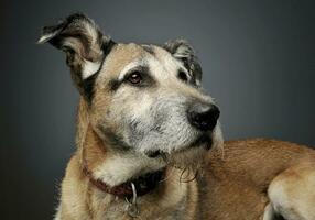 Portrait of an adorable mixed breed dog looking curiously photo